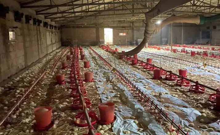 Bolu’da kümes yangını: 24 bin civciv telef oldu