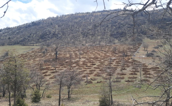 Bozkır'da 13 dönümlük alanda dev ağaçlandırma projesi