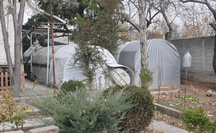 Bu serada sebze değil klasik araba yetişiyor