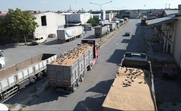 Buğday pazarında güvercinler de nasibini alıyor