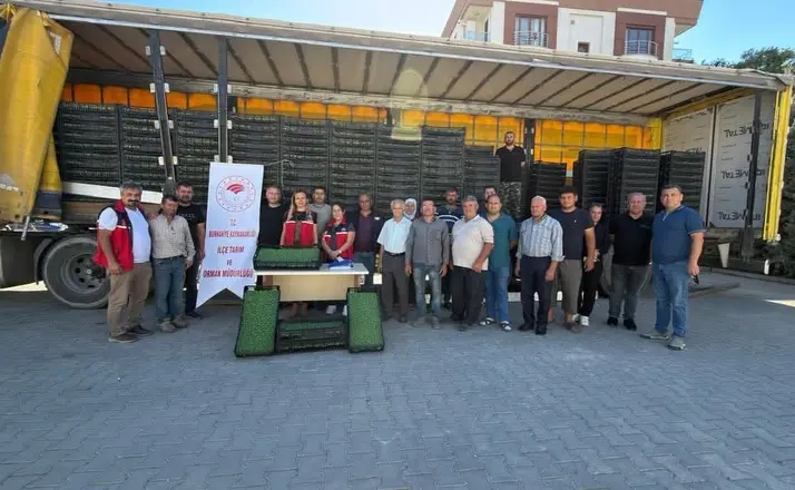 Burhaniye’de çiftçilere 300 bin 300 adet marul fidesi dağıtıldı
