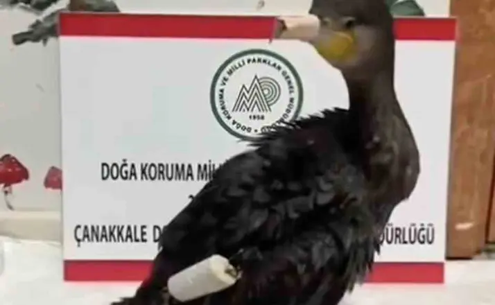 Çanakkale’de olta misinasıyla yaralanan karabatak sağlığına kavuştu
