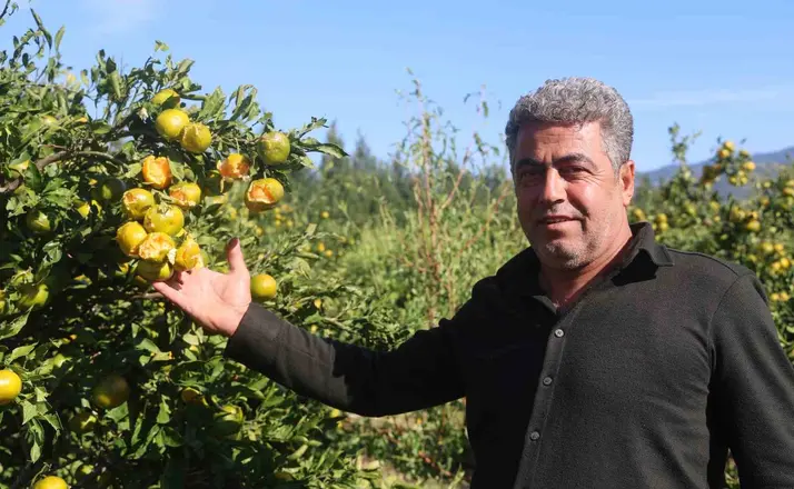 Ceviz büyüklüğündeki dolu, hasadına gün sayılan erkenci mandalinayı vurdu
