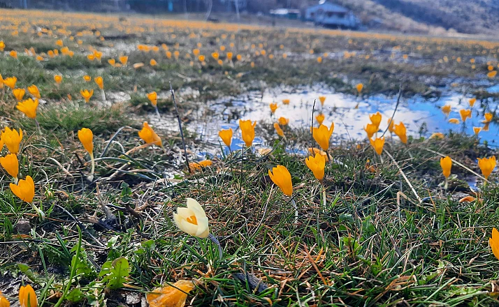 Çiğdemlerin açtığı Bartlı Yaylası'nda görsel şölen