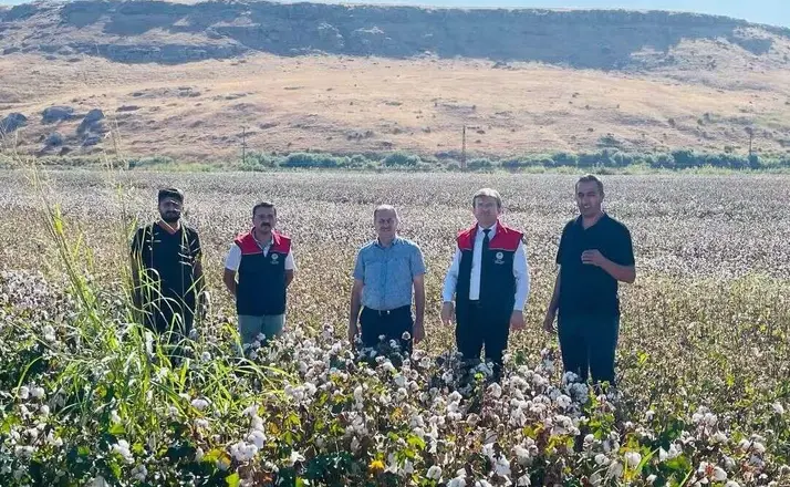 Cizre’de ’beyaz altın’ mesaisi başladı
