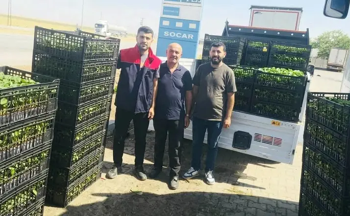 Cizre’de çiftçilere yüzde 75 hibeli fide desteği
