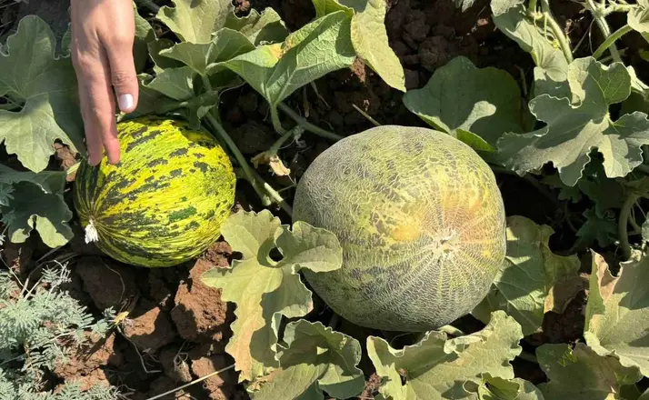 Cizre’de kavun ve karpuz üretim alanlarında teknik kontrol
