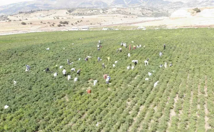 Coğrafi işaret tescilli Maraş biberinde hasat dönemi
