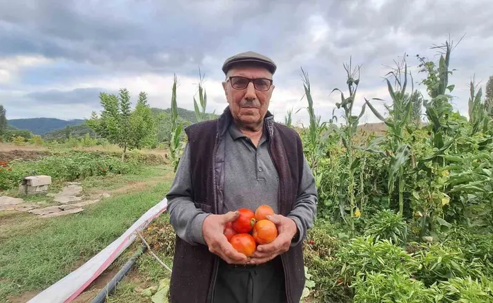 Dededen kalan domates tohumunu geleceğe taşıyor
