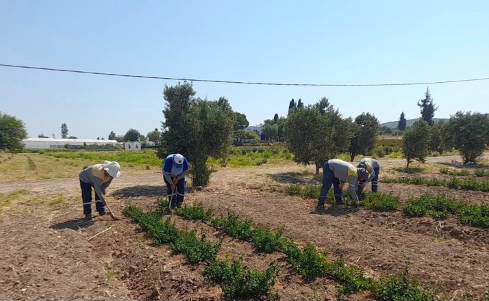 Didim Belediyesi’nden topraktan kente uzanan üretim 