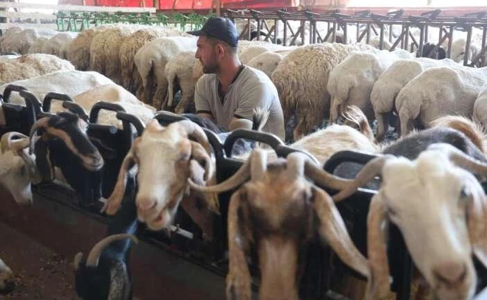 Doğal peynir üretiminin adresi Konya! Kilosu 600 liradan satılıyor