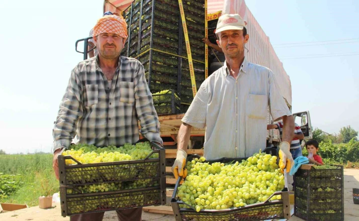 Dünyaca ünlü çekirdeksiz Sultani üzümde hasat tarihi belli oldu 