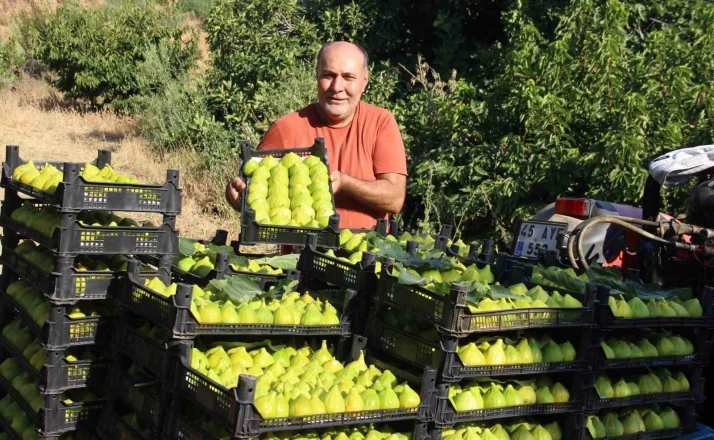 Dünyanın ilk incirinde son hasat bereketi 