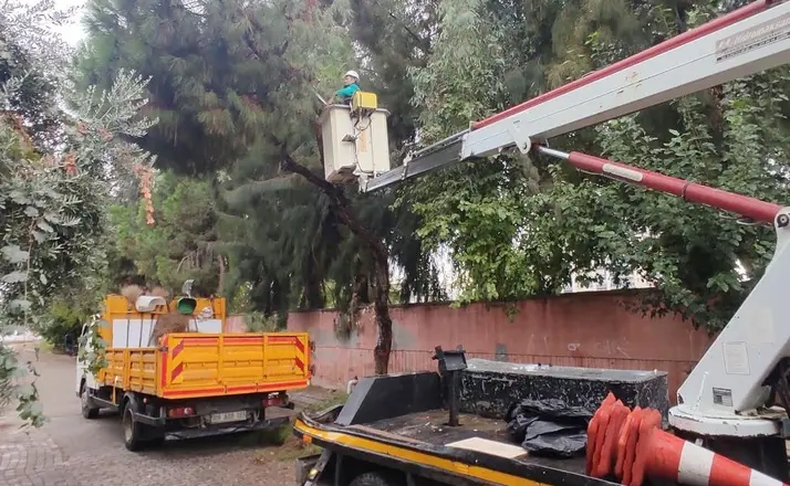 Efeler’de ağaç budama çalışmaları sürüyor
