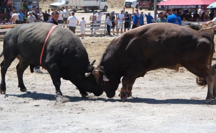 Ege’nin pehlivan boğaları Germencik’te arenaya çıktı 