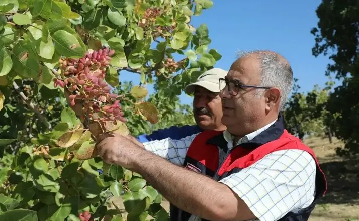Elazığ’da 38 ton Antep fıstığı rekoltesi bekleniyor
