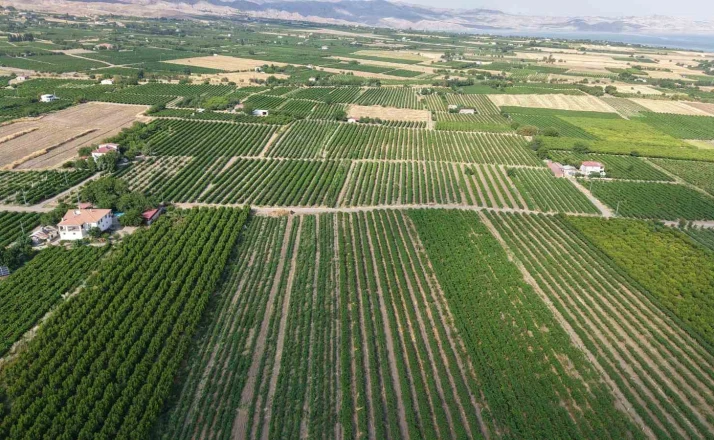 Elazığ’da erkenci üzüm hasadı başladı 