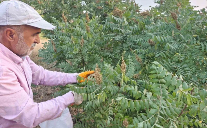 Elazığ’da kebapçıların gözdesi sumağın hasadı başladı 