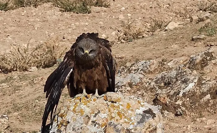 Elazığ’da yaralı ve bitkin çaylak kuşu bulundu
