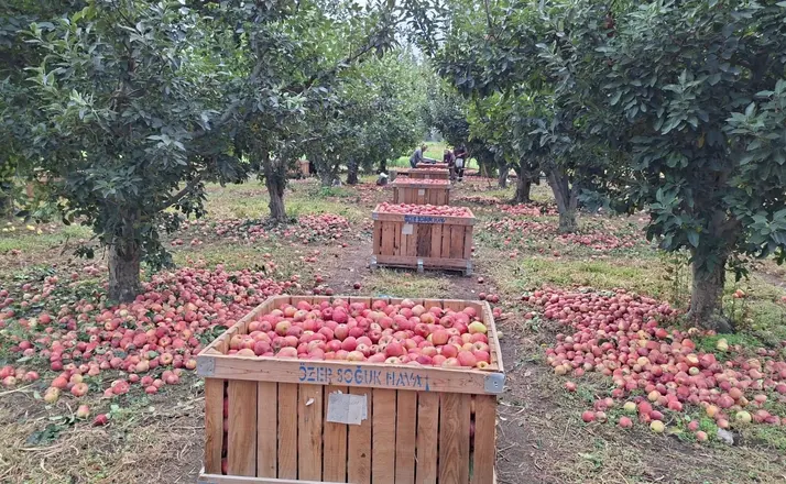 Elma üreticisi maliyet altında eziliyor
