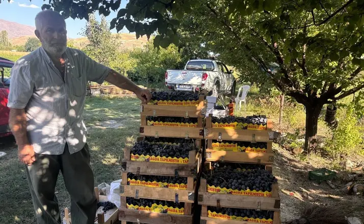 Erzincan’da 200 yıllık bağlarda Cimin Üzümü hasadı başladı
