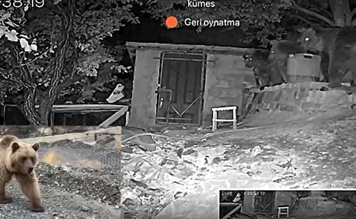 Erzincan’da 3 ayı bağ evinin bahçesine girdi
