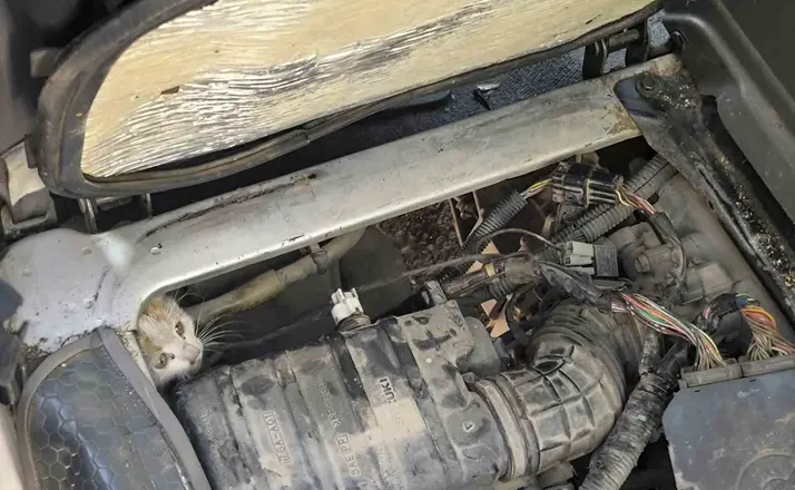 Erzincan’da araç motorunda mahsur kalan yavru kedi kurtarıldı
