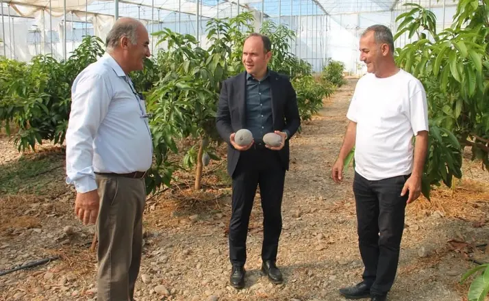 Erzin’de avokado ve mango üretimi yapılan seralar ekonomiye katkı sağlıyor
