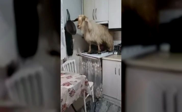 Eve kaçan keçiyi yakalayamadı..."Keçiyi polise ihbar edeceğim" diye tehdit etti 