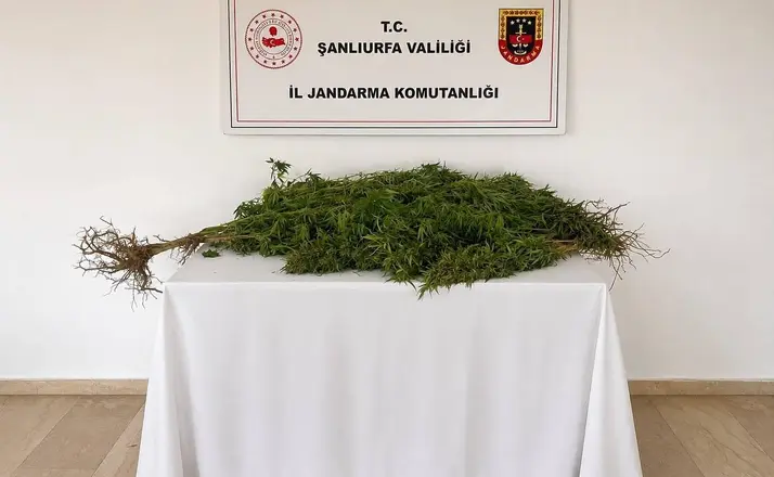 Eyyübiye’de 8 kök kenevir bitkisi ele geçirildi
