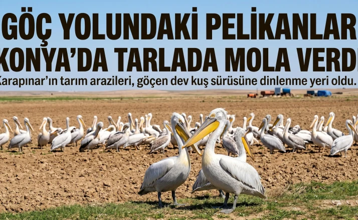 Göç yolundaki pelikanlar Konya'da tarlada mola verdi