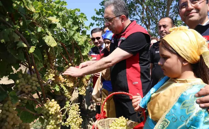Gökçeada’da üzüm hasadı
