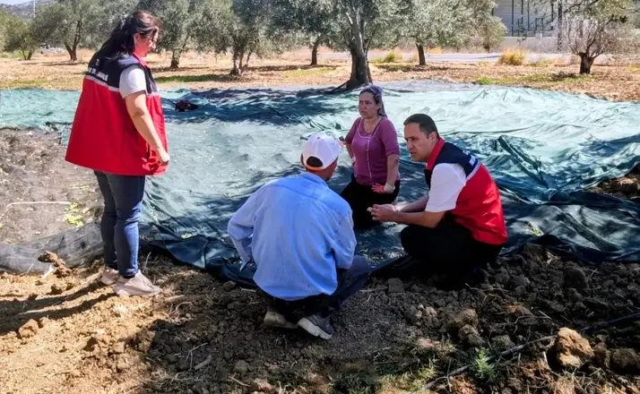 Gömeç te Zeytin Hasadına başlandı
