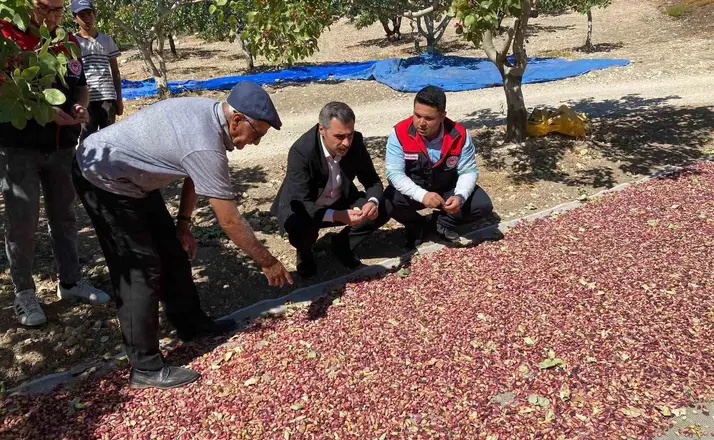 Güney’de toplanan Antep fıstıkları üreticinin yüzünü güldürüyor
