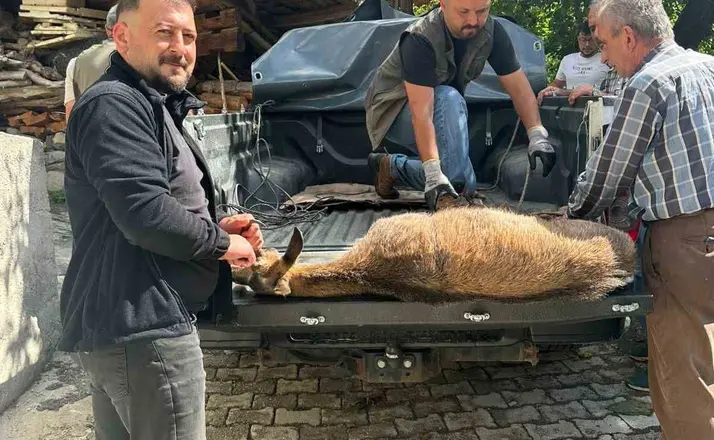 Halsiz düşen yaban keçisi köye sığındı
