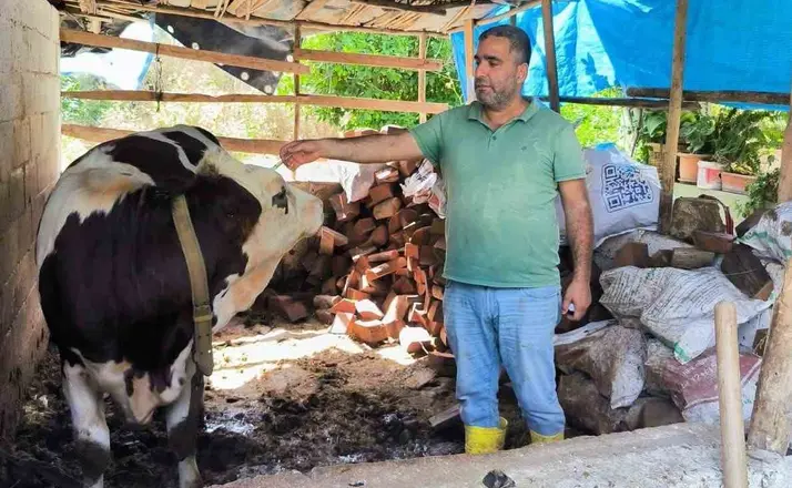 Hatay’da şap hastalığına karşı aşılama çalışmaları sürüyor
