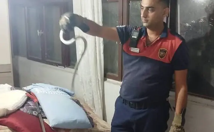 Hatay’da yerleşim yerlerinde görülen yılanlar yakalanarak doğal yaşam alanlarına bırakıldılar
