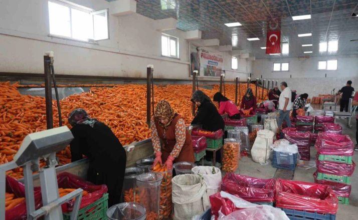 Havuç üretiminin yüzde 67’si Konya’dan