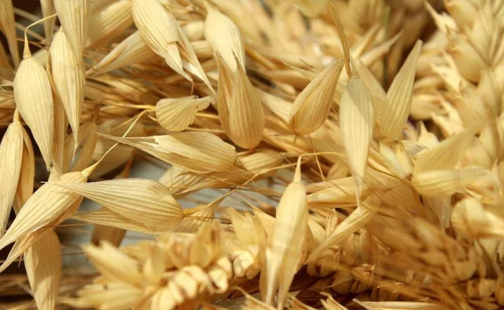 Hüyük'te yulaf üretimine demonstrasyon desteği