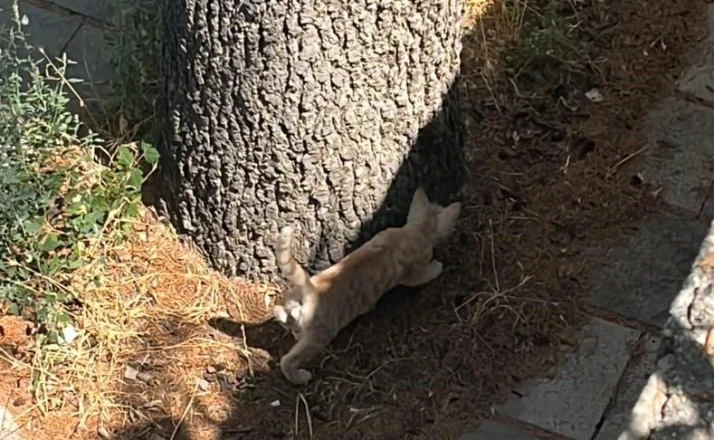 İtfaiyeden kedi kurtarma operasyonu