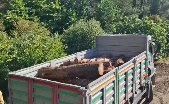 İskenderun’da kaçak ağaç kesimi yapanlara işlem yapıldı
