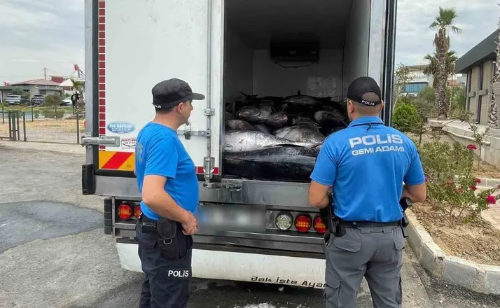 İzmir’de kaçak avlanan 3 ton mavi yüzgeçli orkinos ele geçirildi
