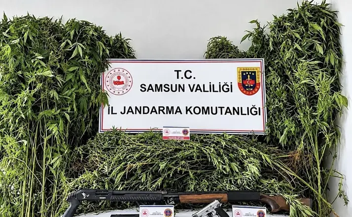 Jandarma tarlada ekili 756 kök kenevir ele geçirdi

