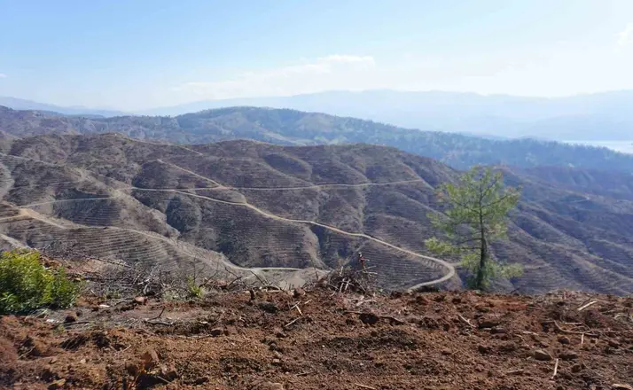Kahramanmaraş’ta yanan ormanlara 1 milyon fidan dikilecek
