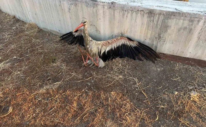 Kanala düşen leyleği itfaiye kurtardı