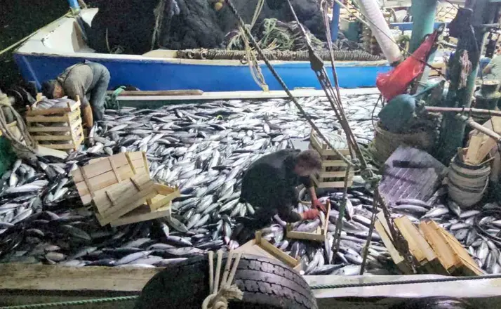 Karadeniz’e palamut bereketi sürüyor: Kasa kasa palamutla limana dönüyorlar
