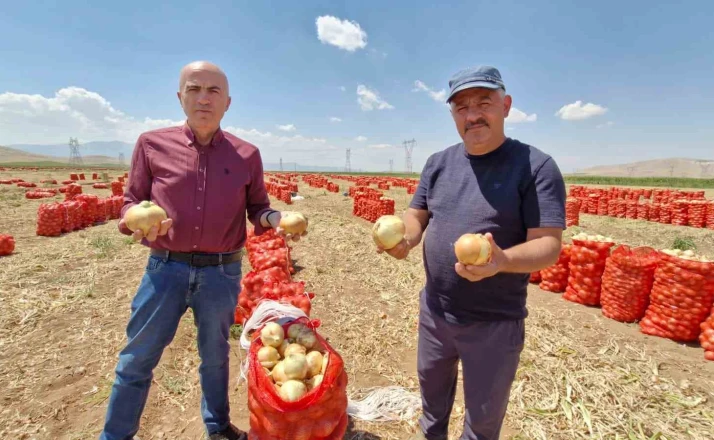 Karaman’da yazlık soğan üreticisinin yüzünü güldürüyor