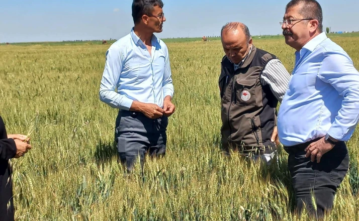 Karapınar’da dolu afetinin etkilediği alanlarda inceleme