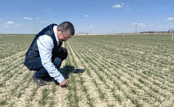 Karapınar’da hububat ekili alanlarda gelişim iyi