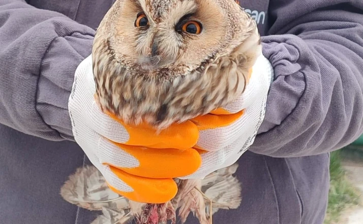 Karapınar’da yaralı baykuş tedaviye alındı